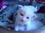 Dorostenka Dorinka s bílým kotětěm a 2 adoptovaná koťátka