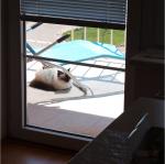 Clea - kočka od sousedů - putuje po balkonech