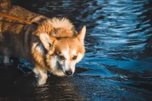 Corgi Pes