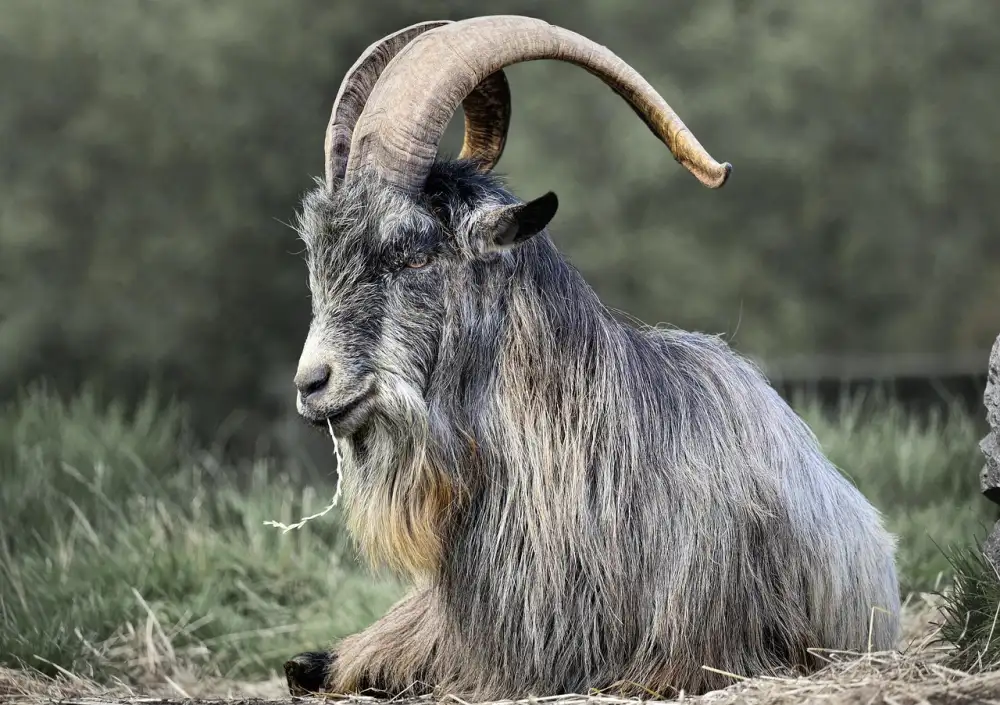 Zakrslá Koza