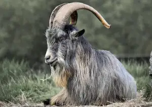 Zakrslá Koza