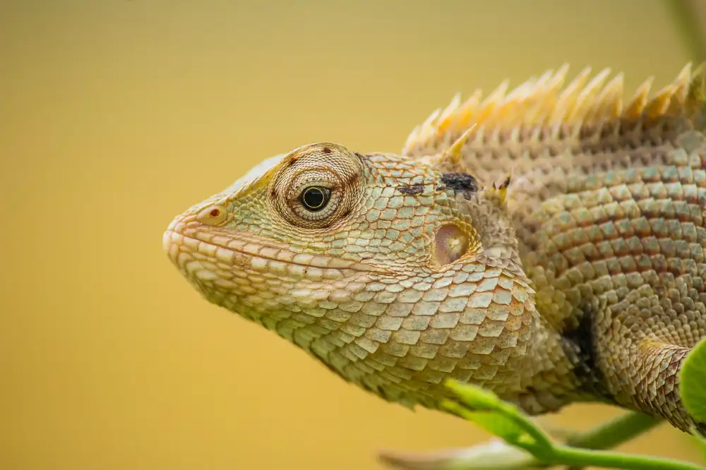 Chameleon Terárium