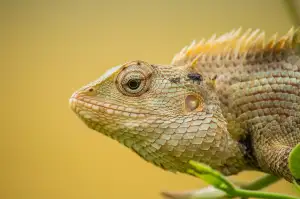 Chameleon Terárium