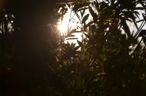 Kdy Stříhat Růže Na Podzim