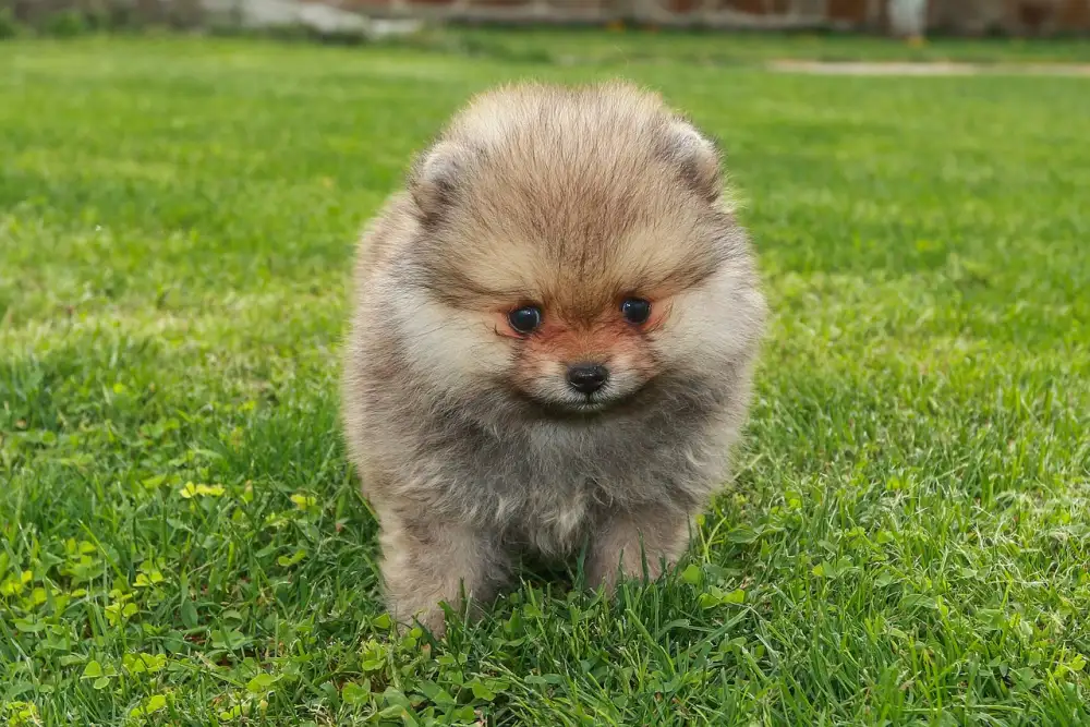 Pes Pomeranian