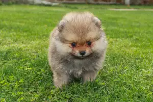 Pes Pomeranian