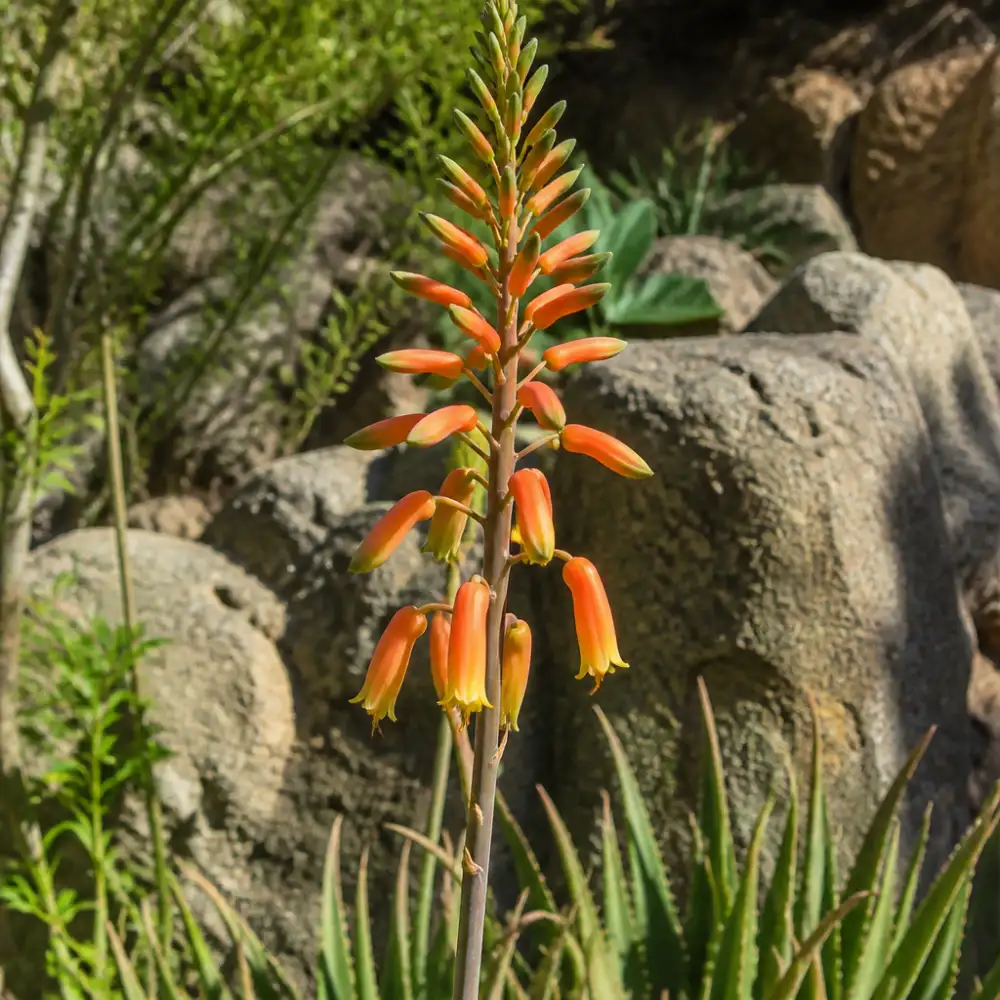 kvetoucí aloe vera