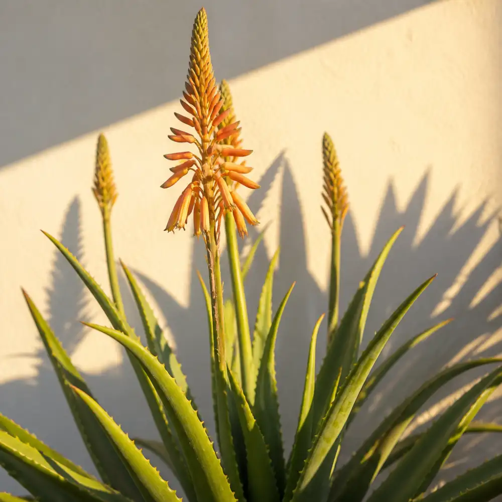 kvetoucí aloe vera