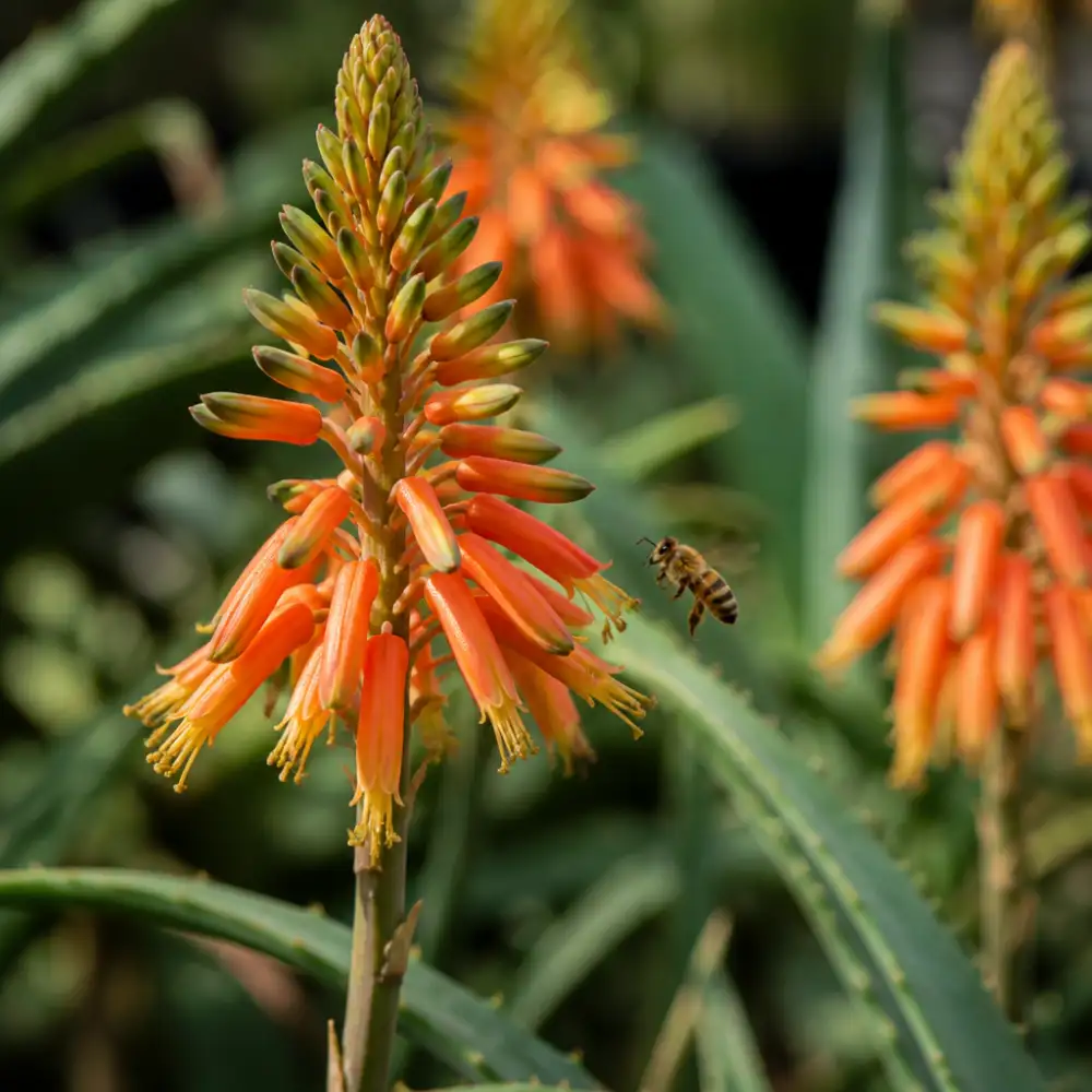 kvetoucí aloe vera