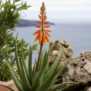 Kvetoucí Aloe Vera